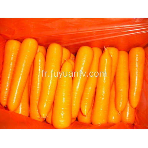 Taille de la carotte fraîche M